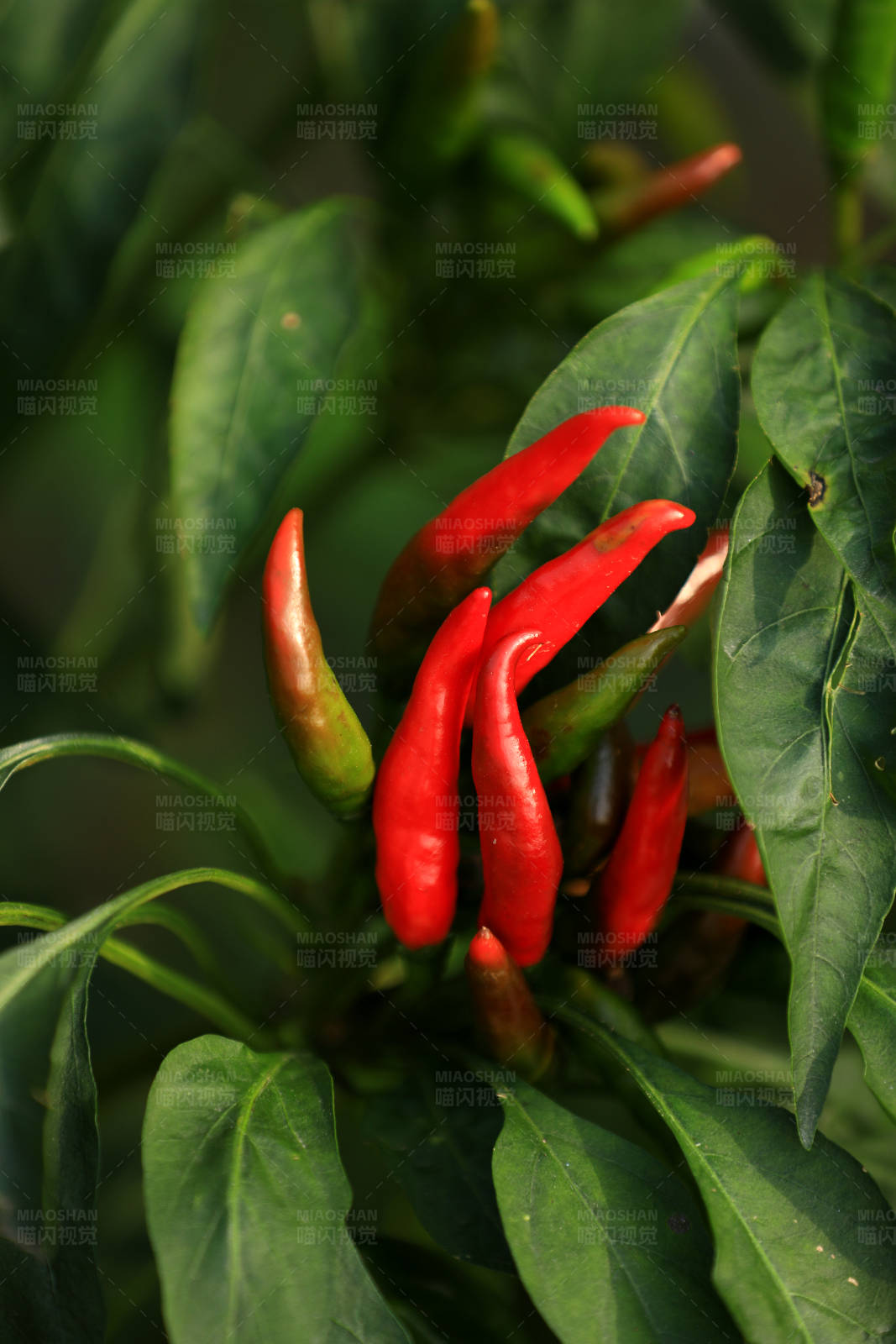 辣椒植株上的紅色果實(shí)