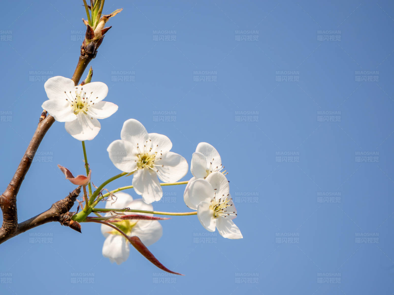 春日花开