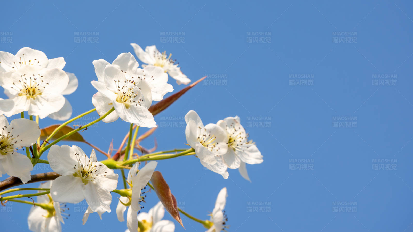 春日梨花盛開