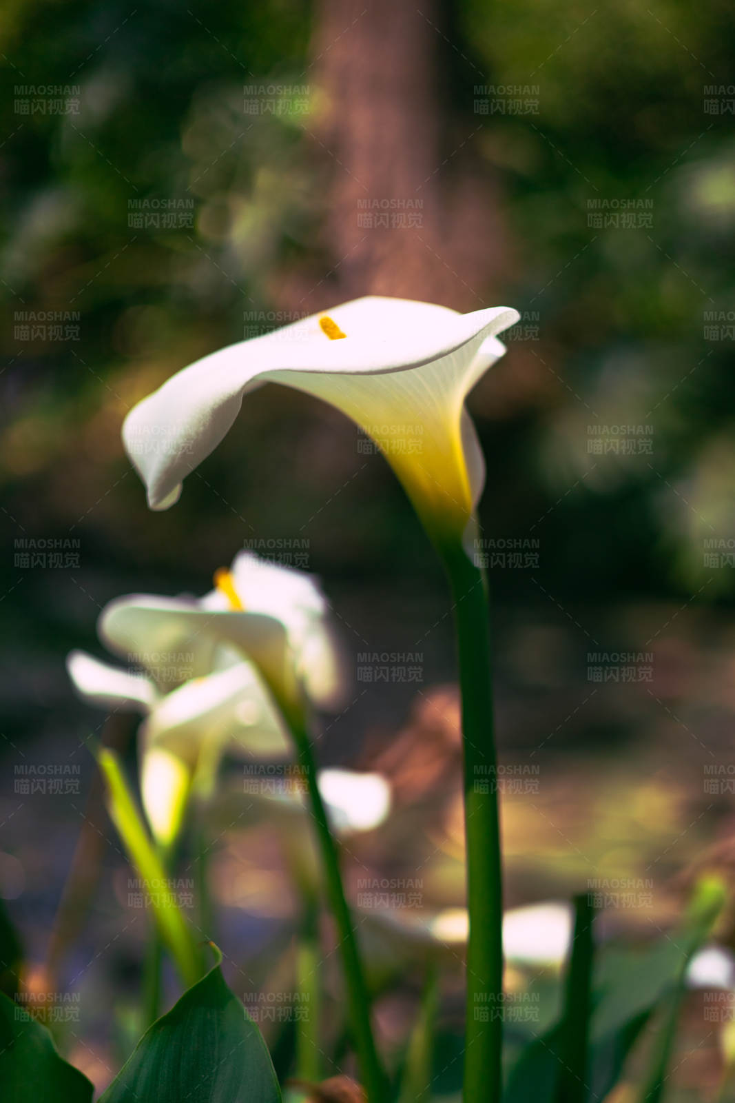 白花在陽光下綻放