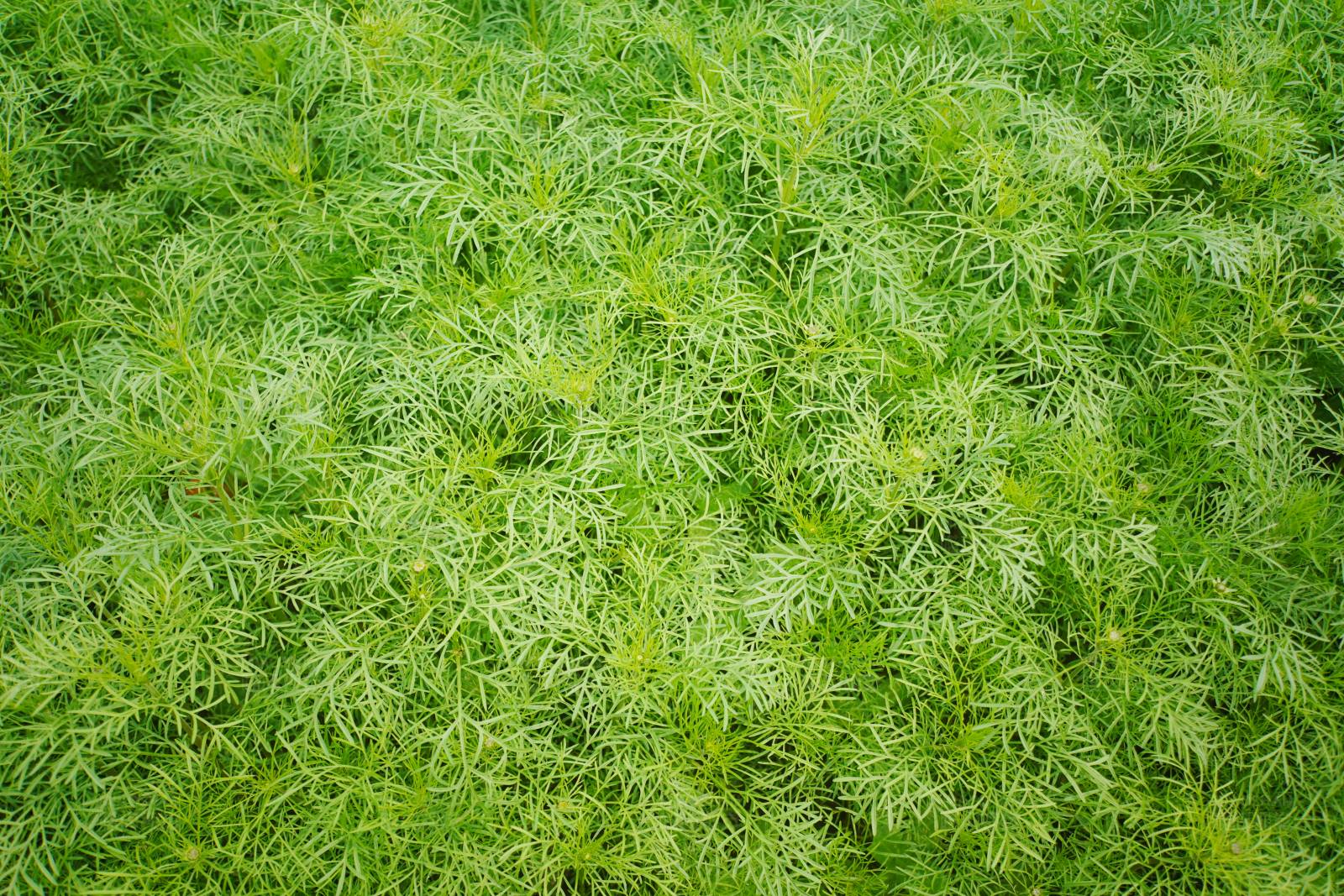 綠色植物背景