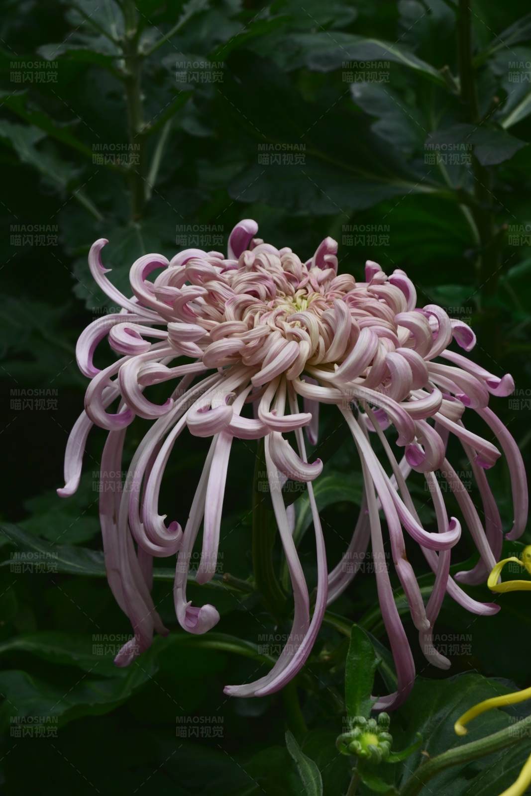 菊花的美丽绽放