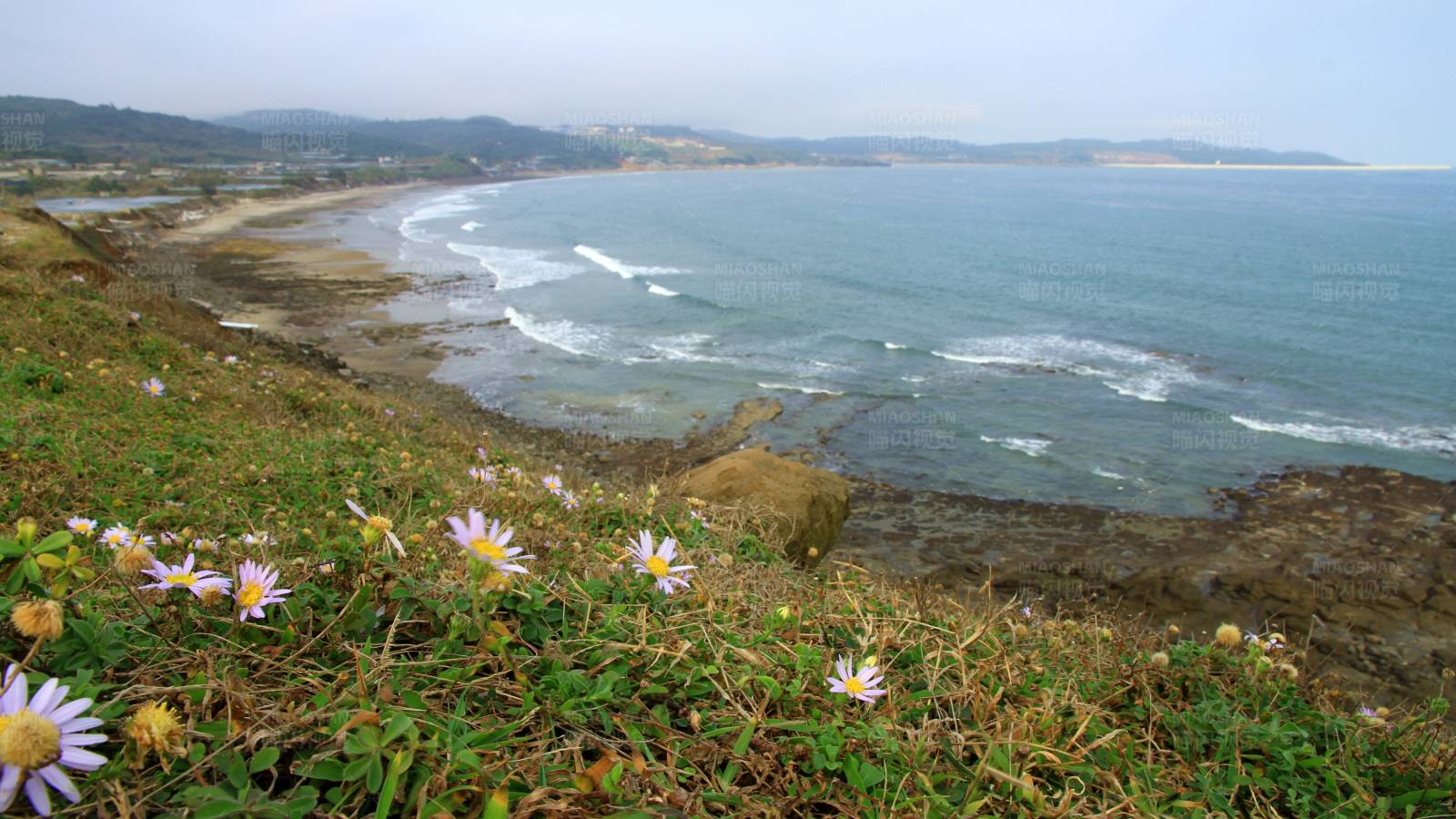 海岸花田