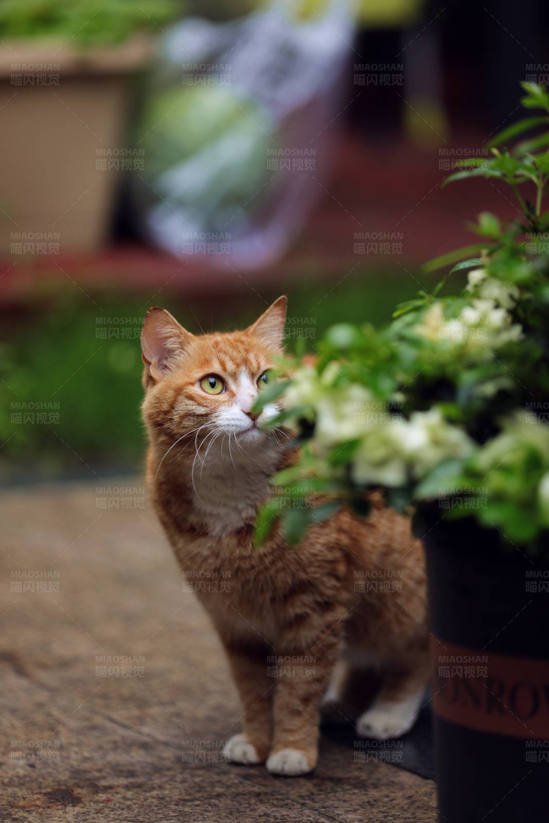 猫咪与花盆