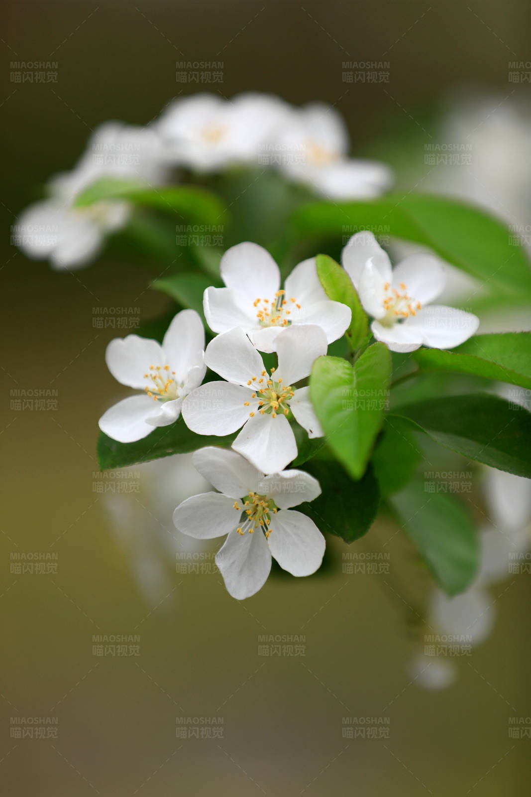 白海棠花簇特寫
