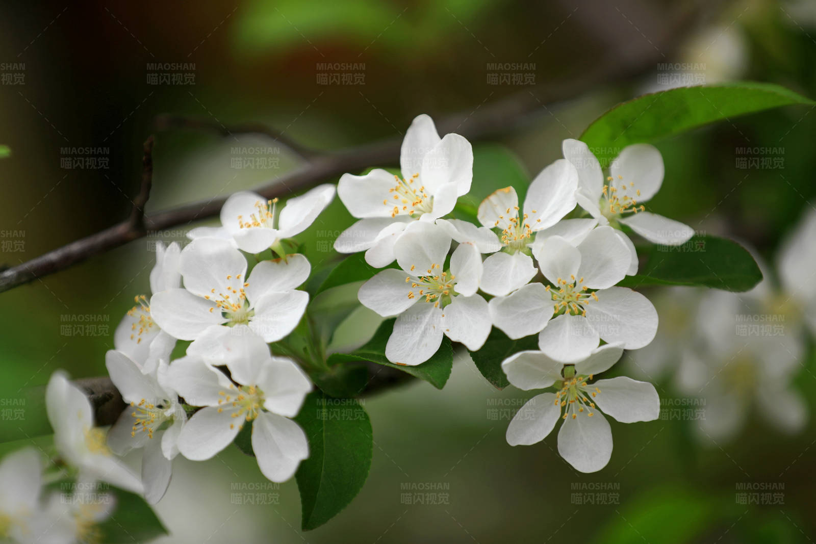 白花盛開