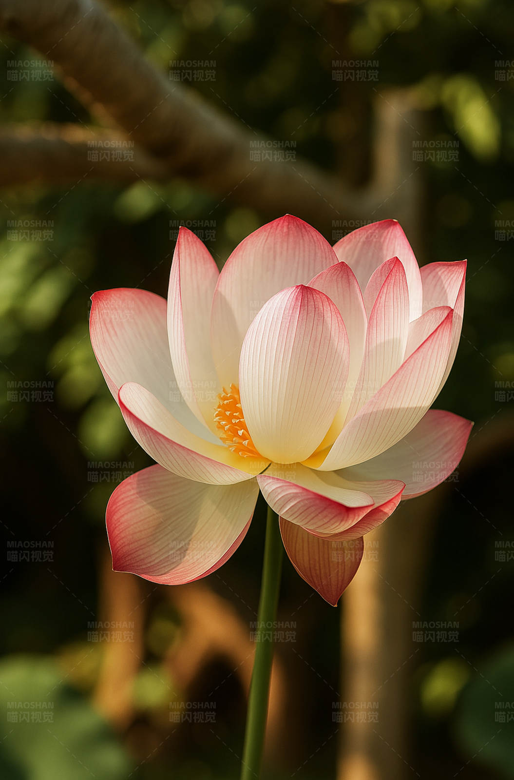 盛開的蓮花