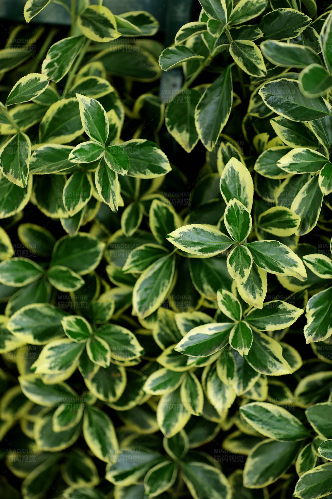 绿叶黄边植物特写