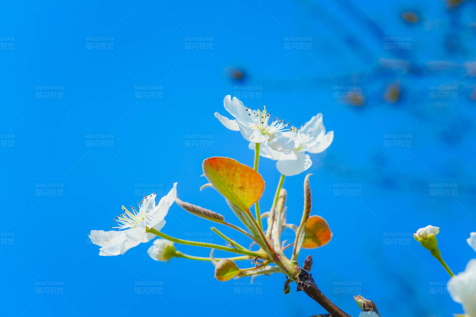 春日花开