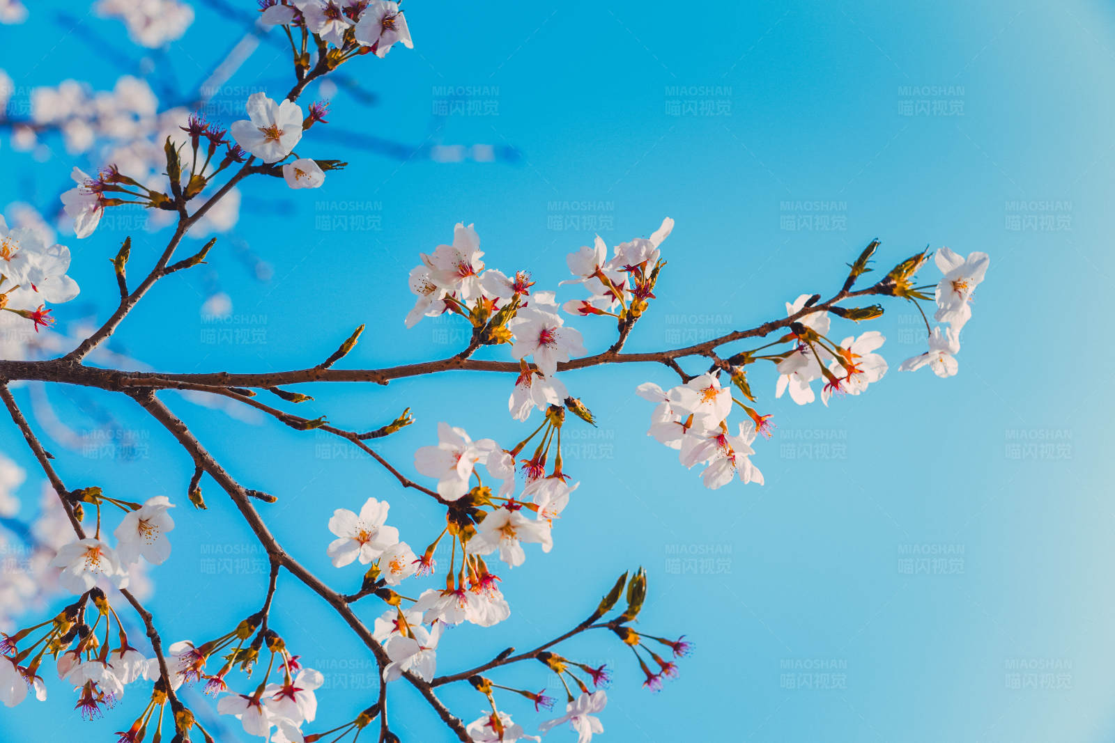 春天的樱花