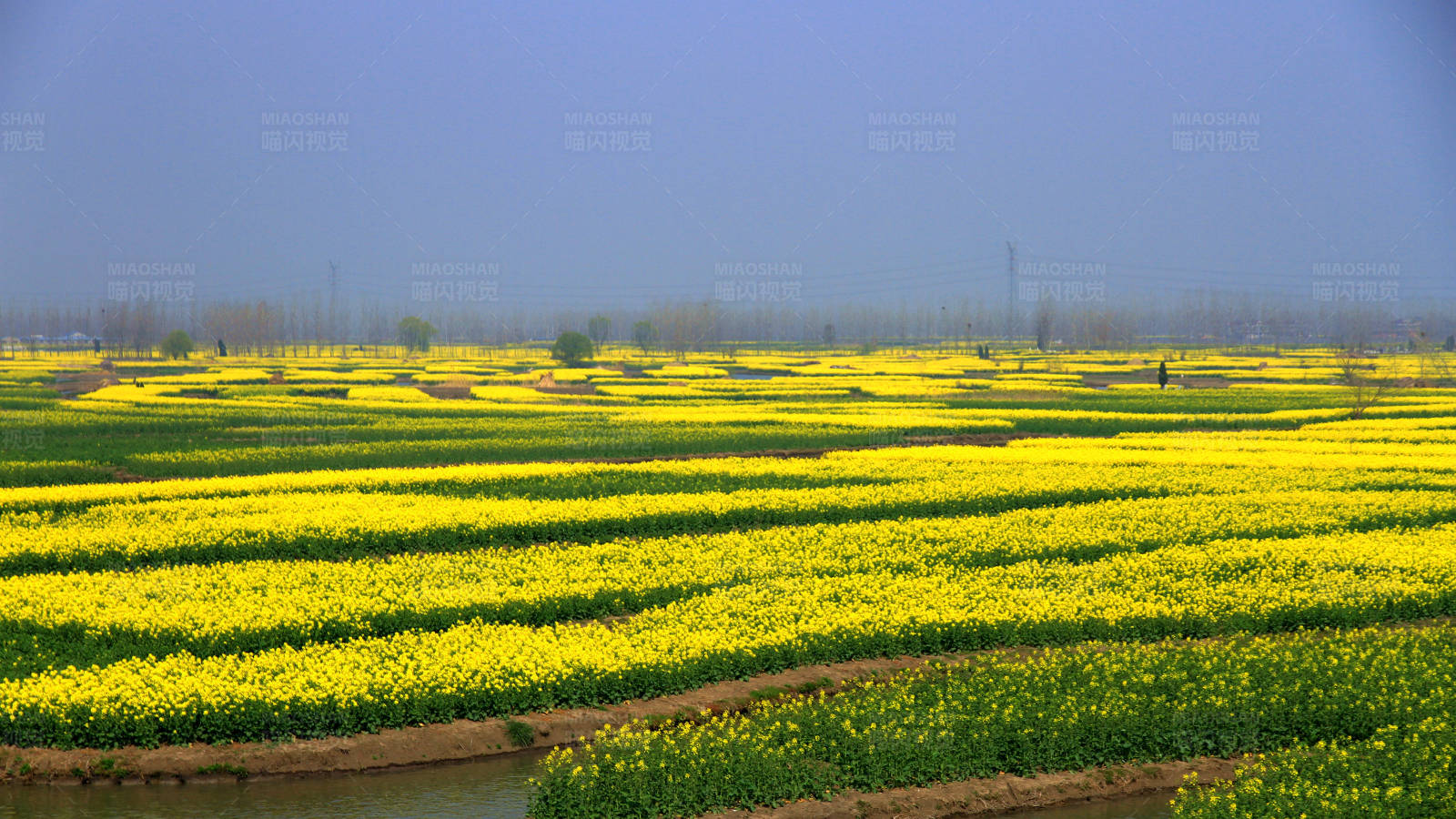 油菜花海