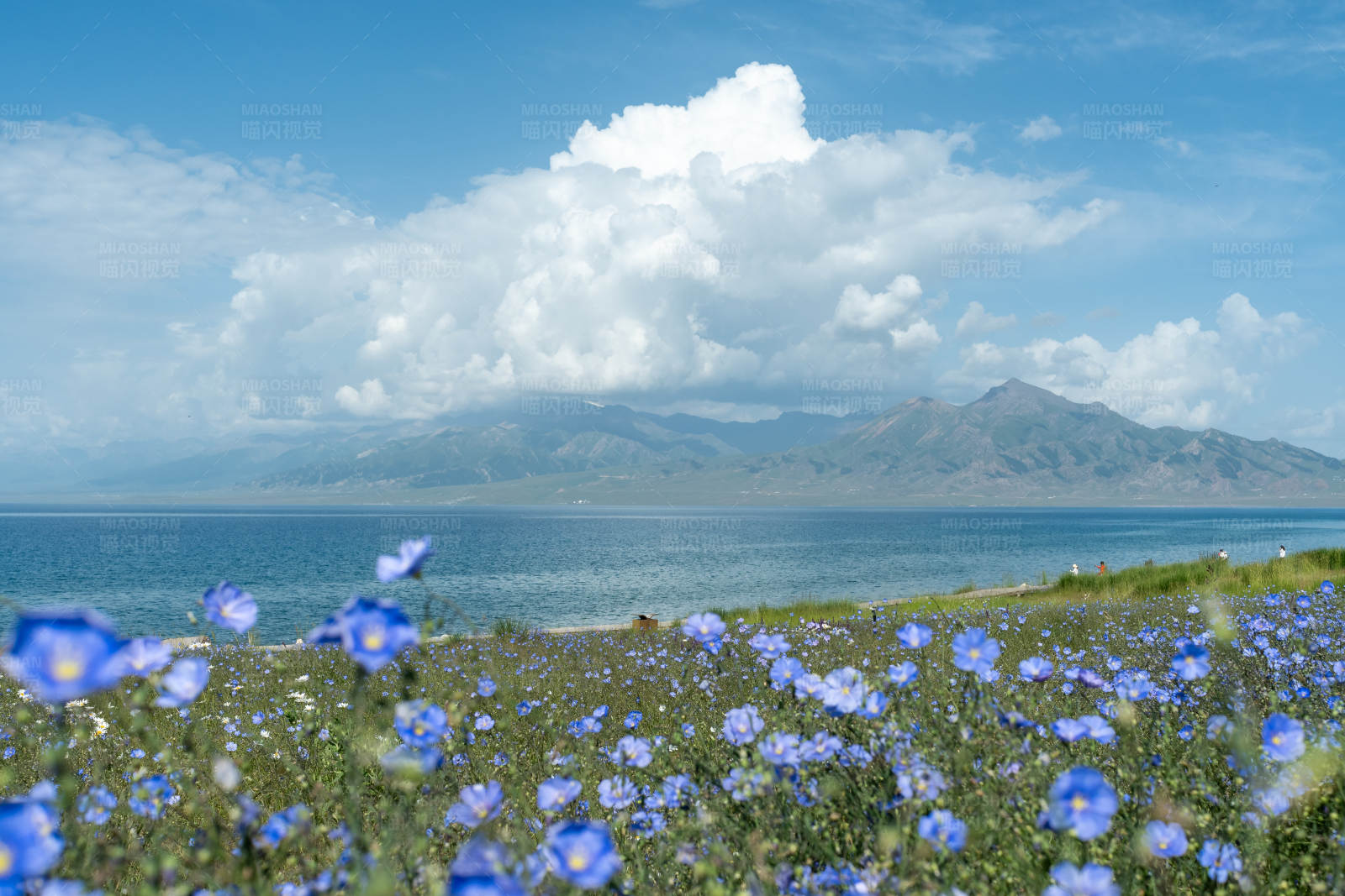 湖畔花海