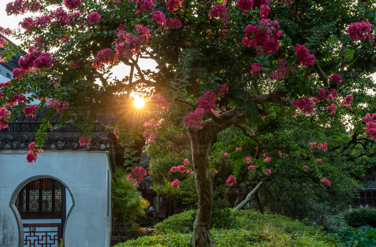 夕陽下的花樹