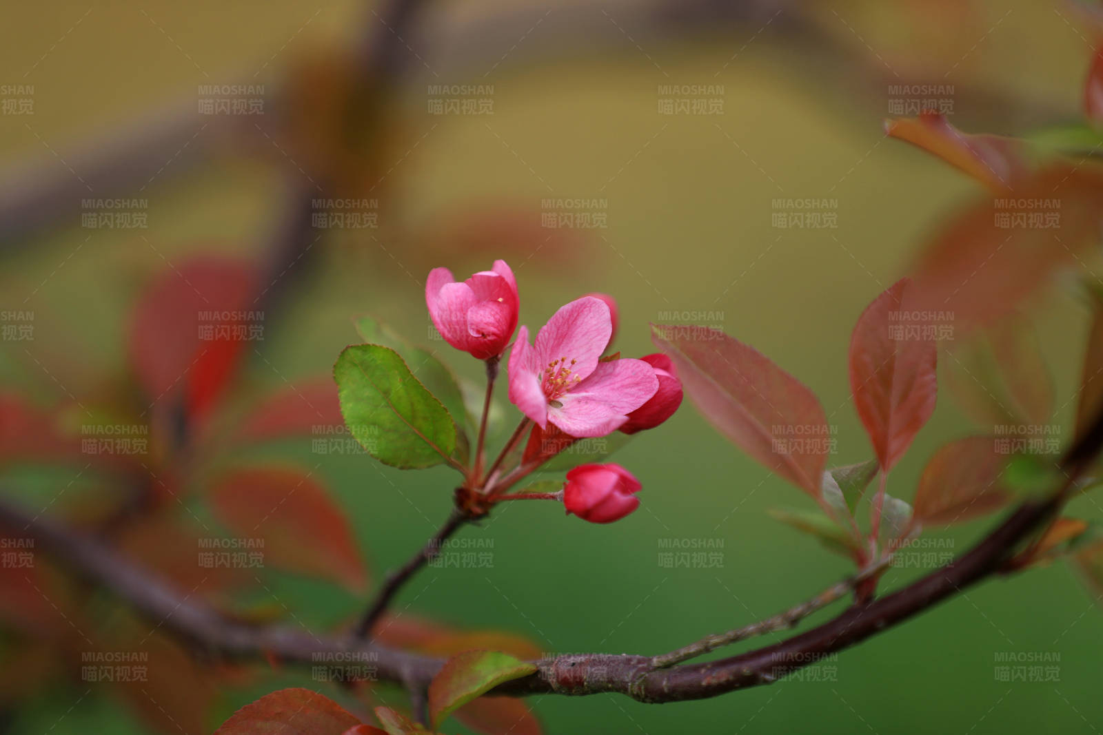 樹枝上的一簇海棠花