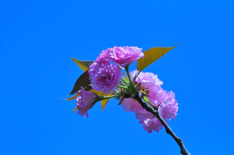 粉色花朵蓝天背景