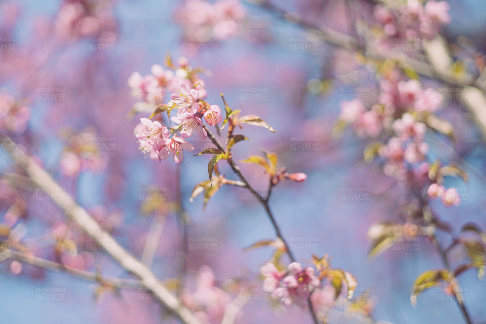 粉色花海
