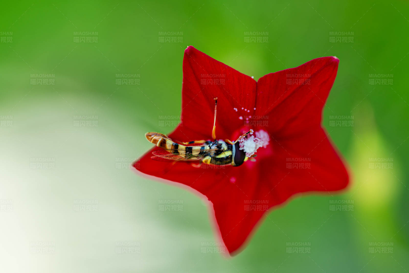 昆虫与红花