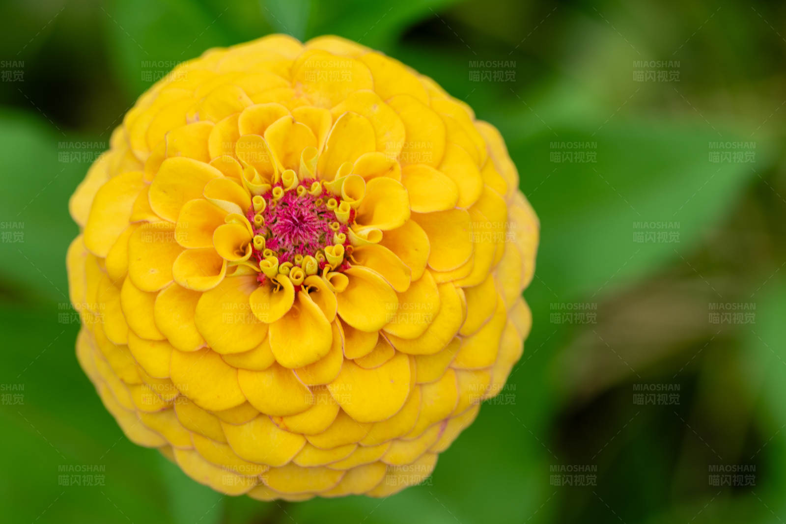 黄色花朵特写