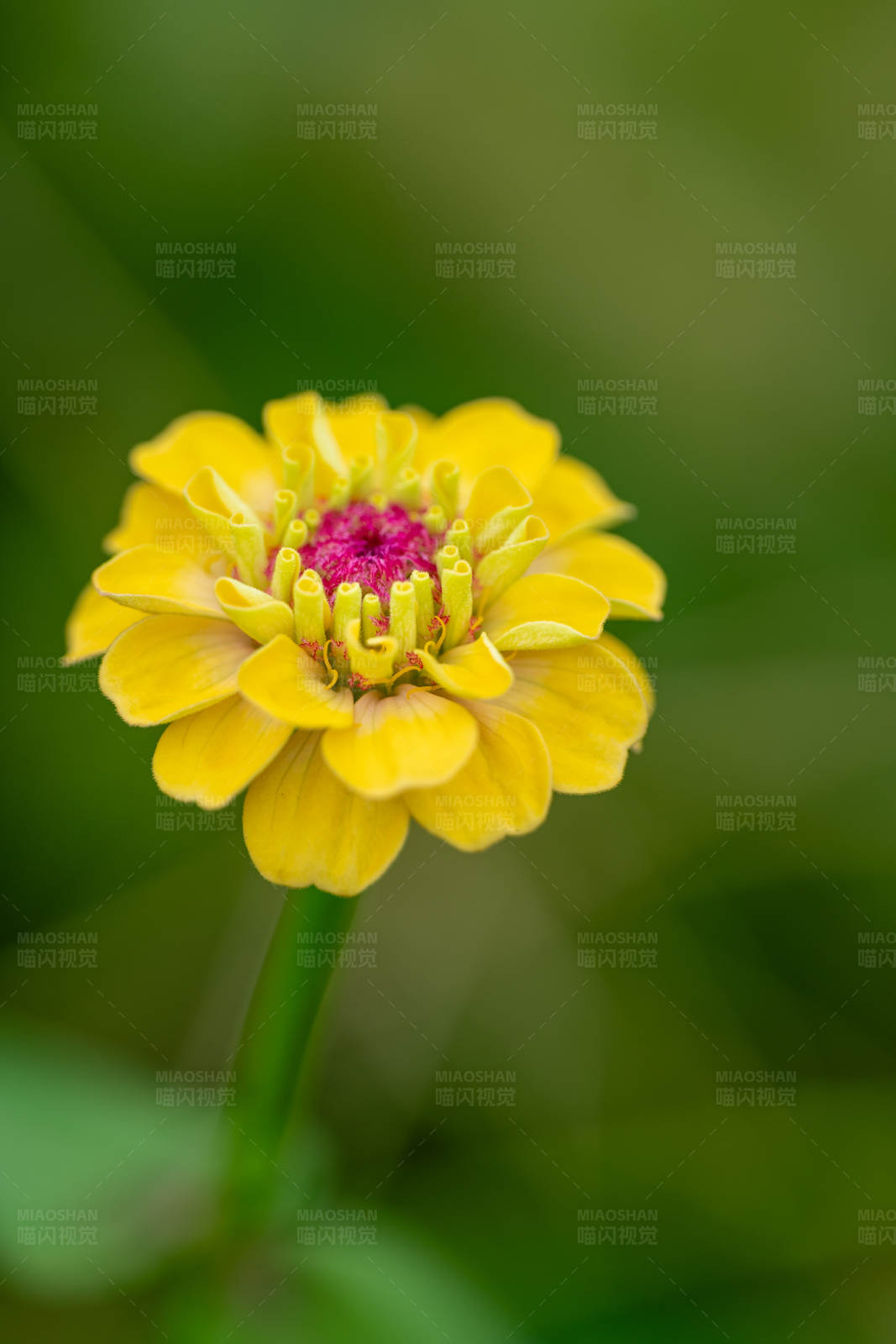黄色花朵特写