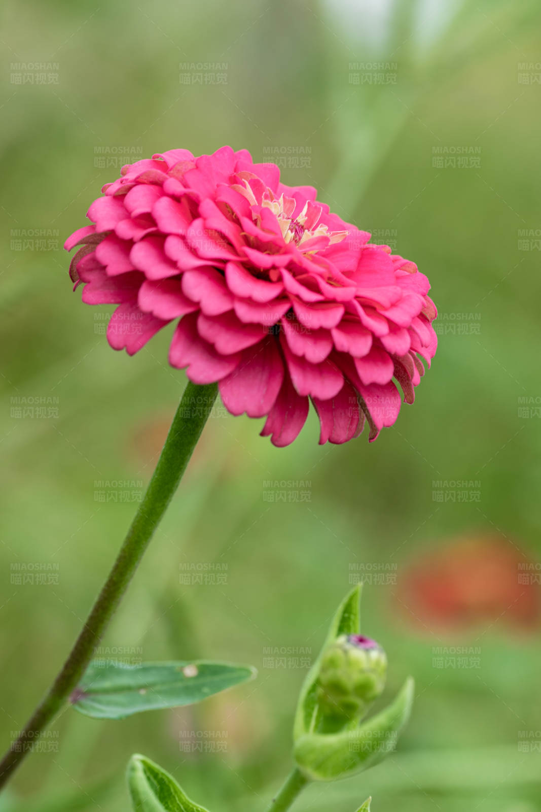 粉色花朵绽放