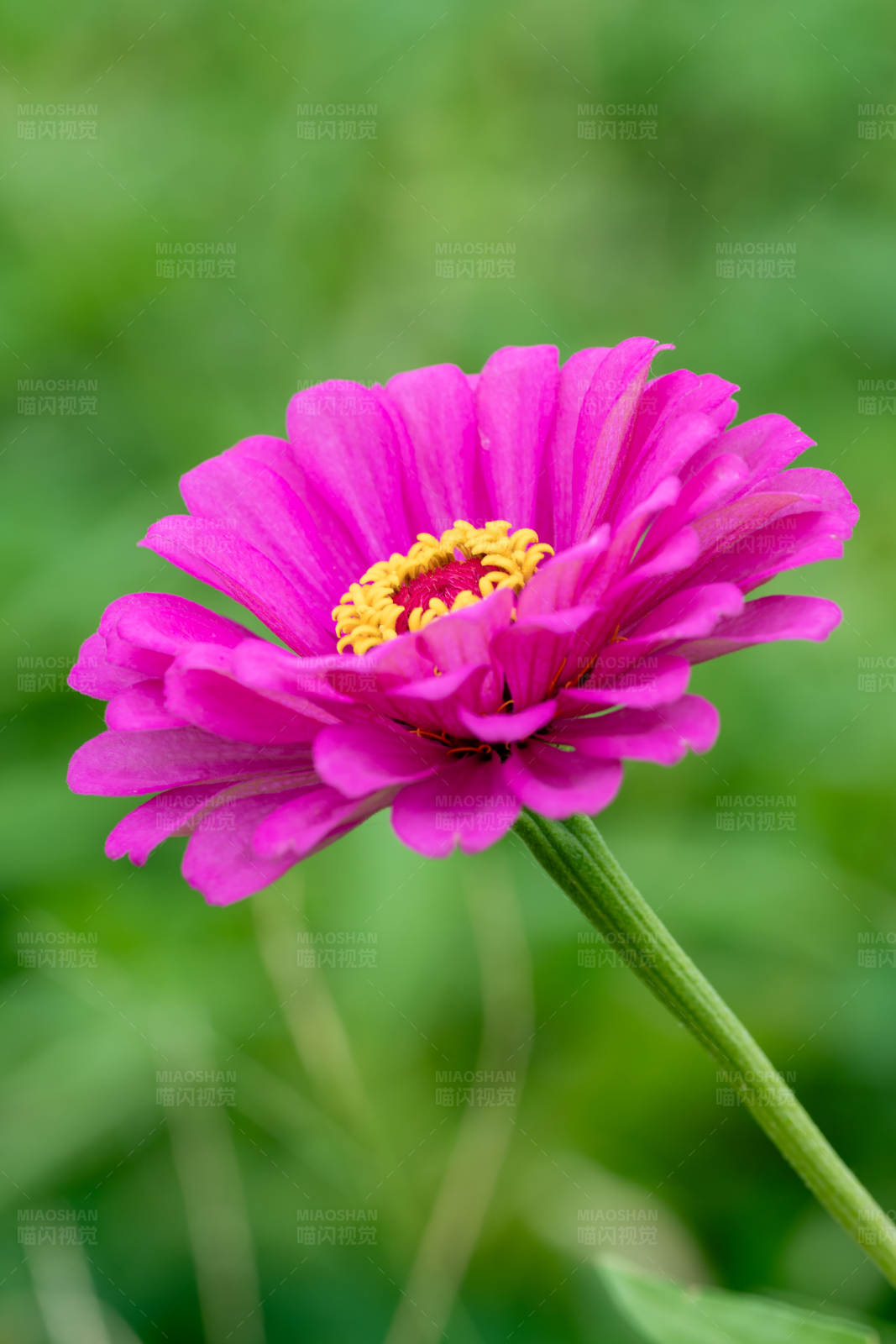 粉色花朵綻放