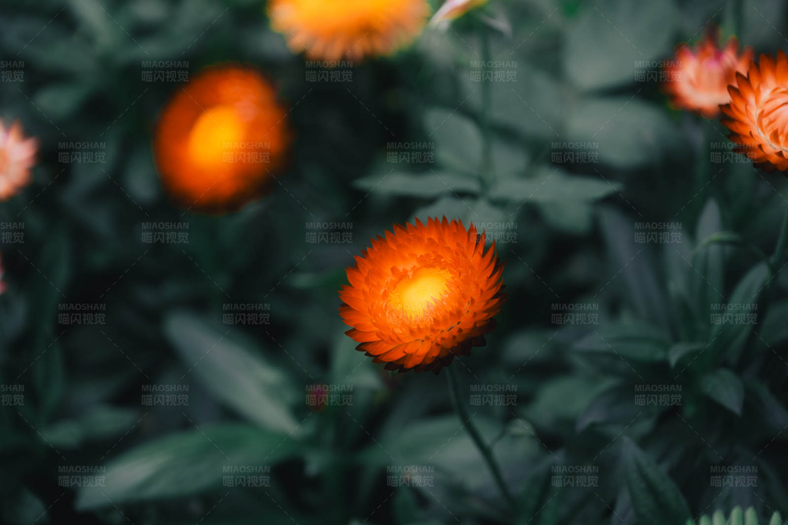 橙色花朵在绿叶中