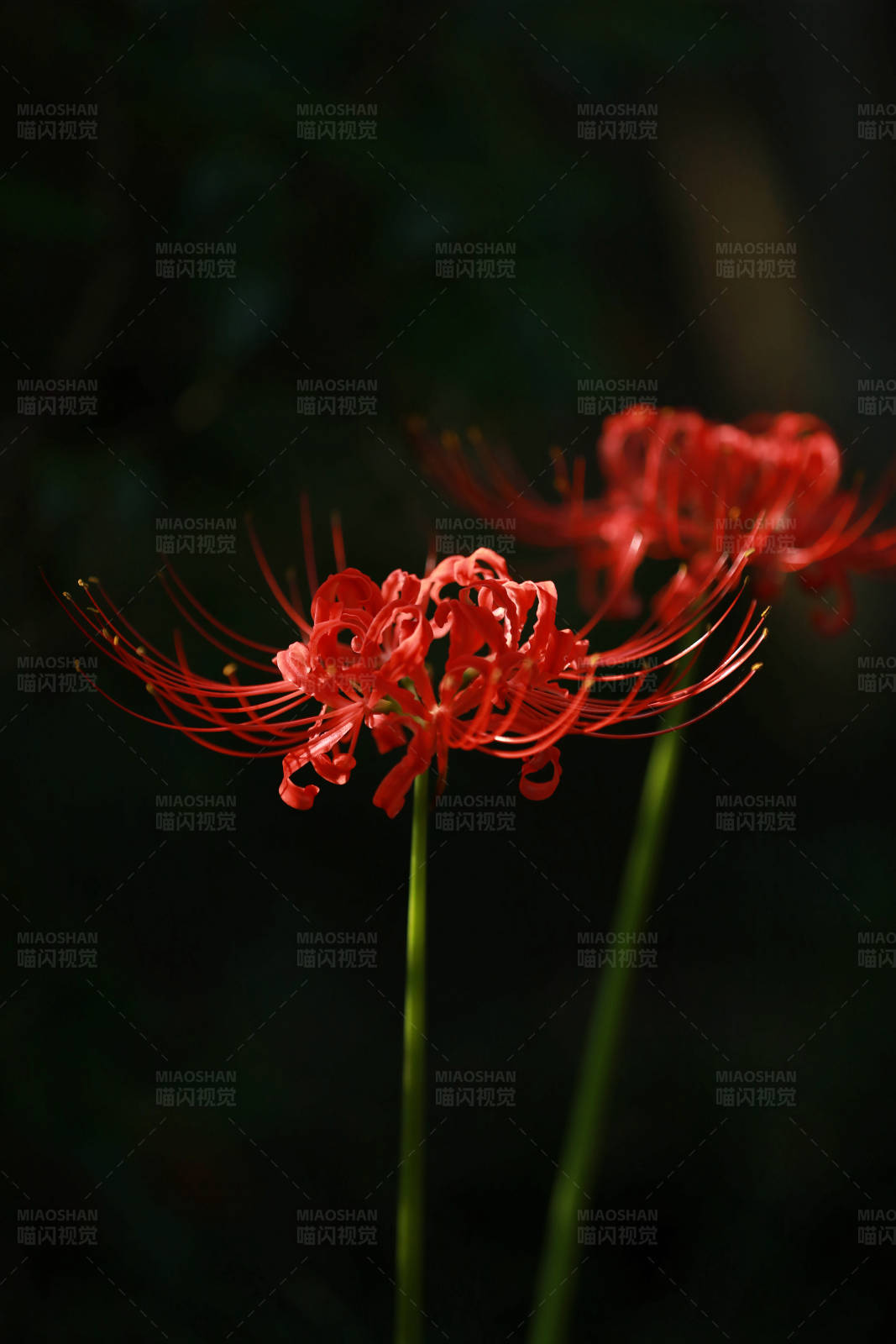 紅花石蒜的美麗瞬間