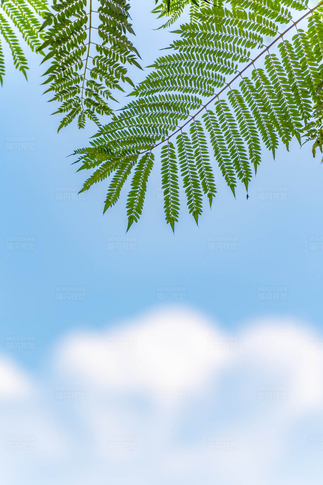綠葉藍天