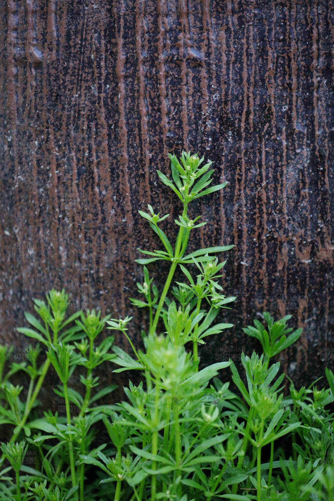 墻邊的綠色小植物