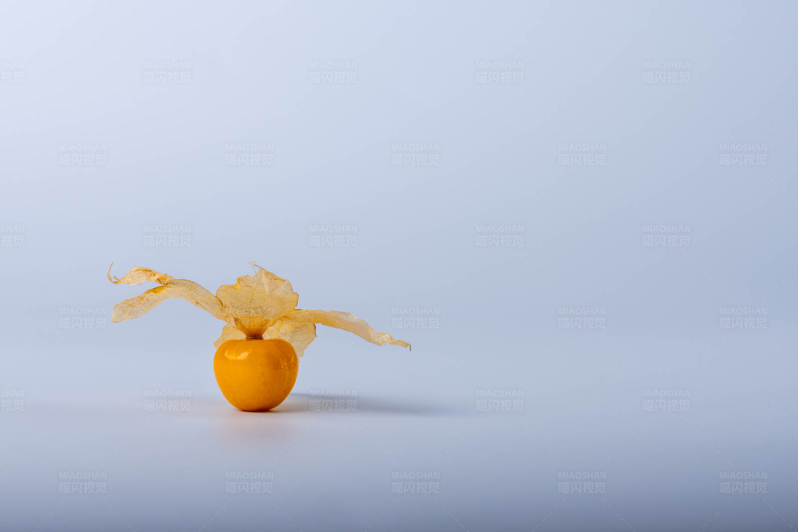 燈籠果的孤獨之美