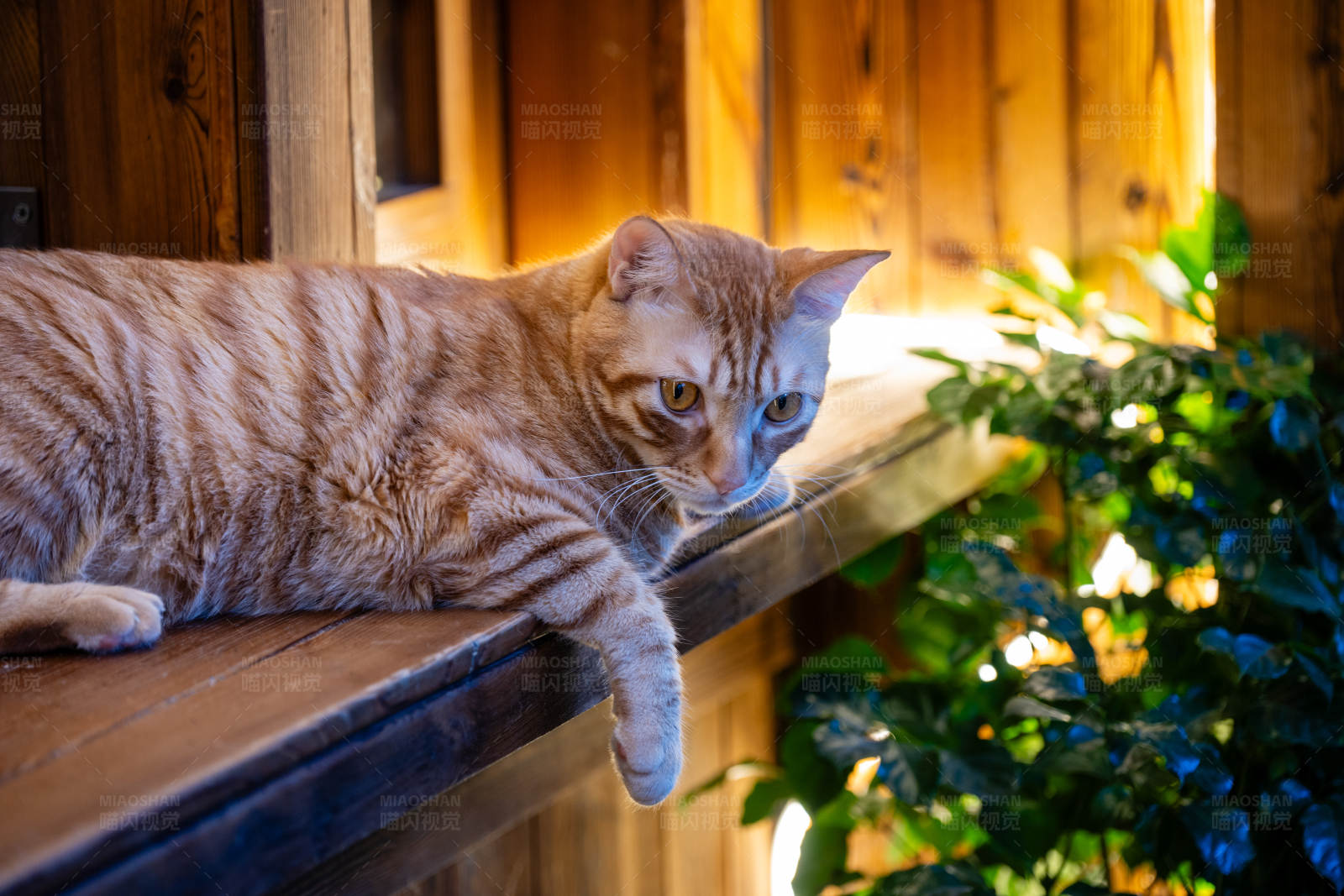 窗边的橙色猫咪
