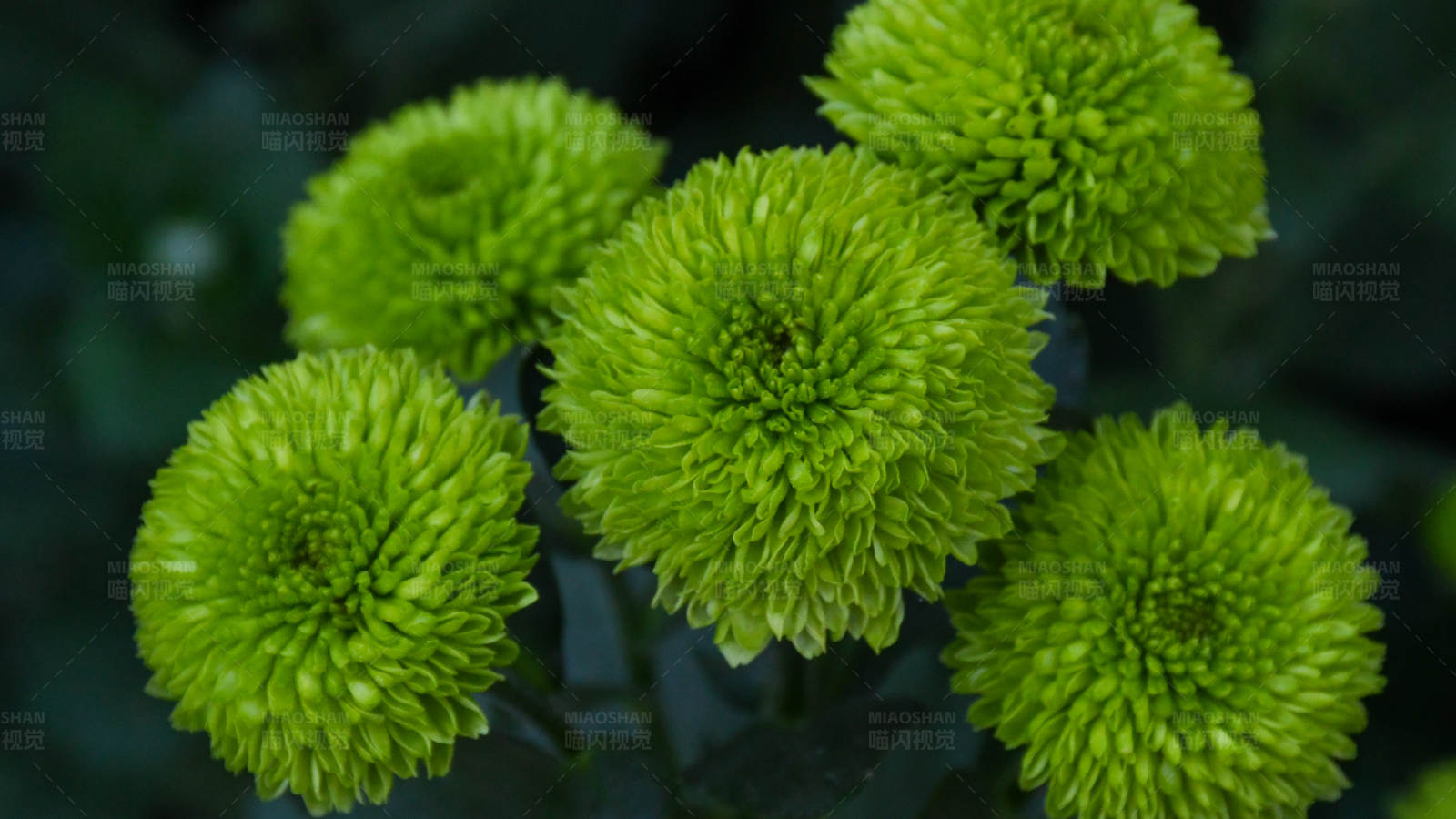 绿色菊花的美丽绽放
