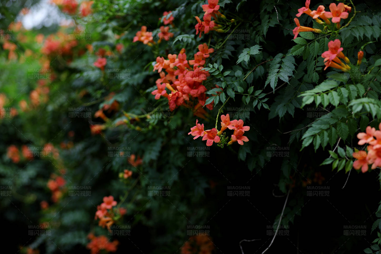 盛开的凌霄花墙