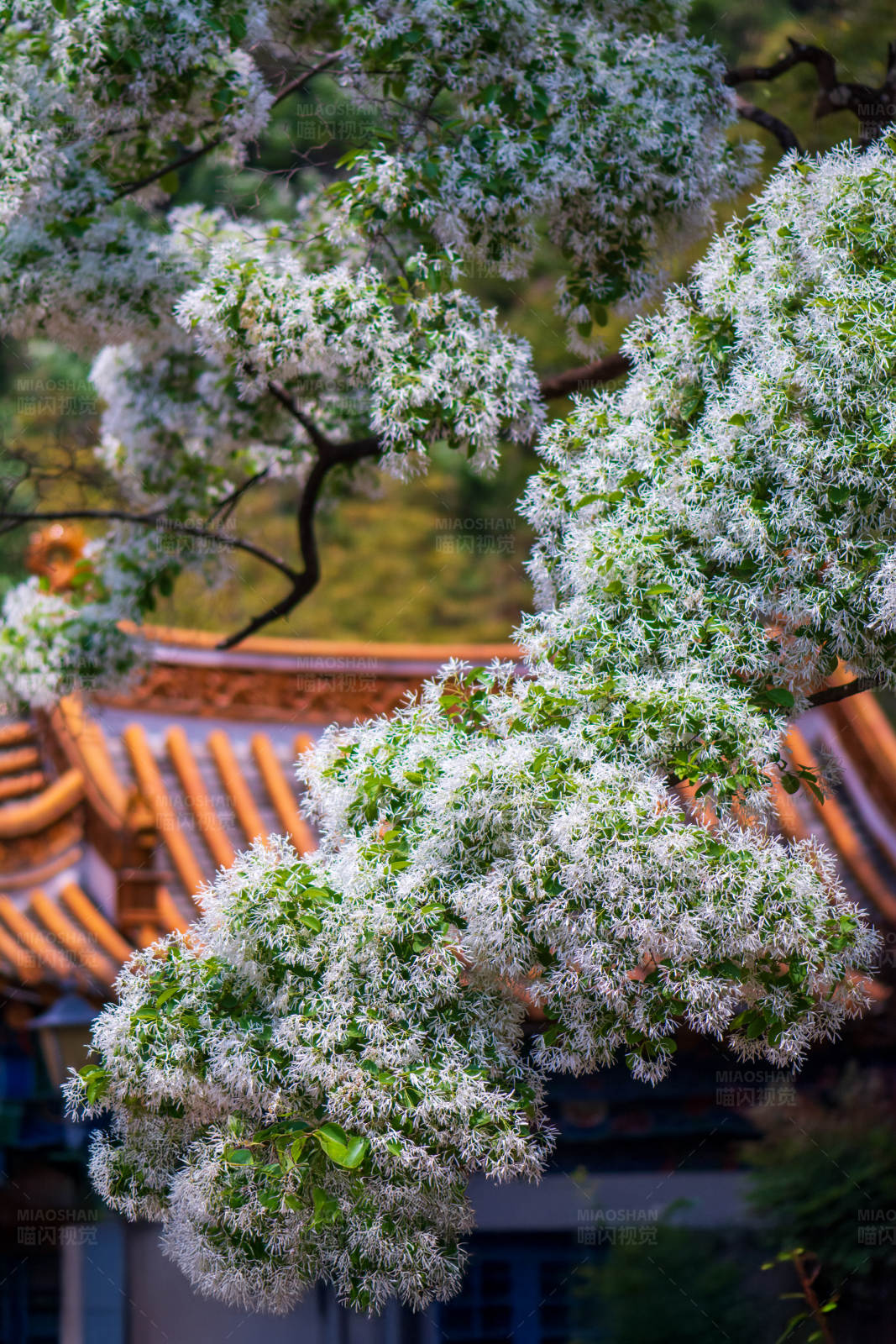 白花盛開在古建筑旁