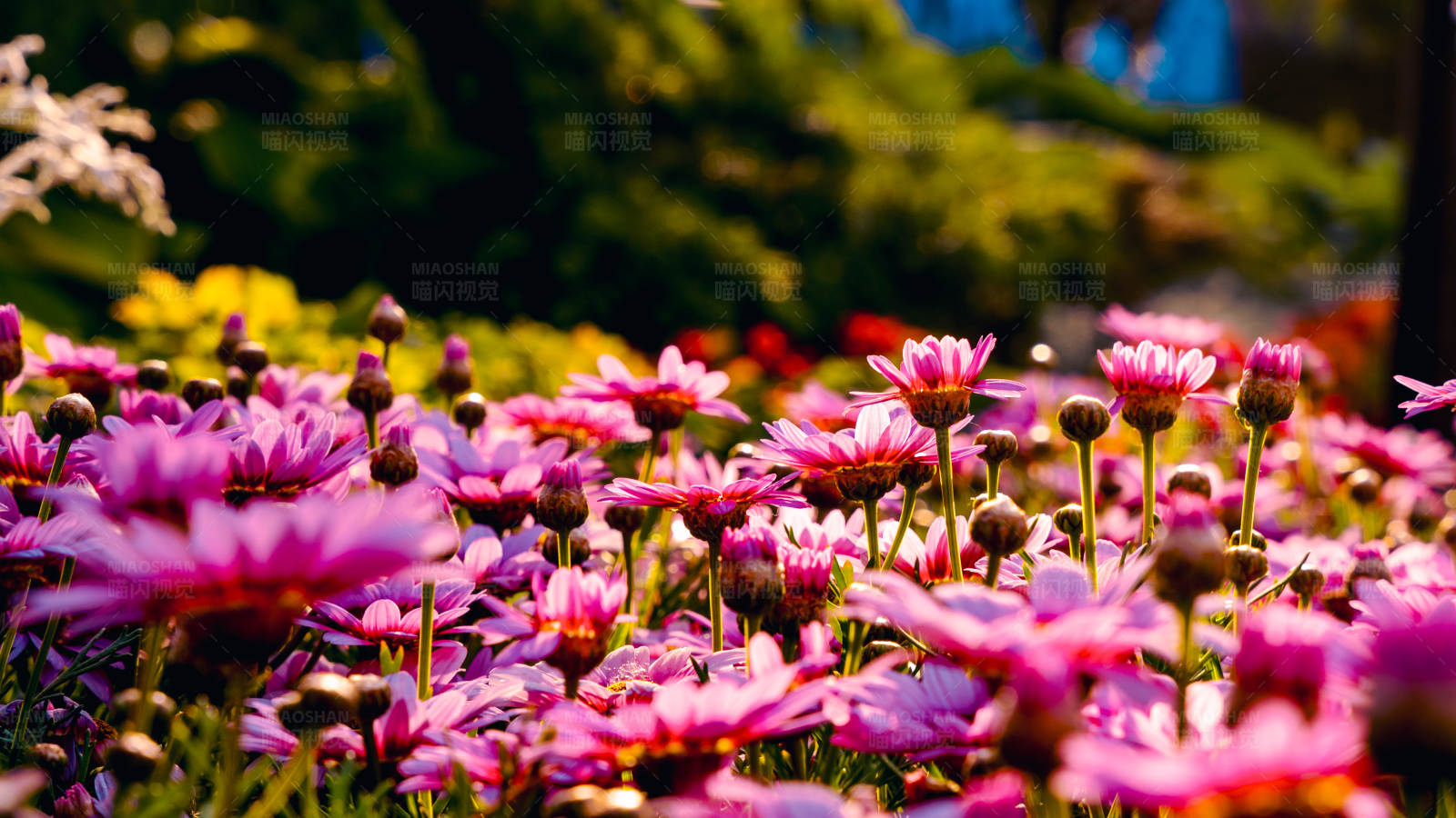 粉色雛菊花園