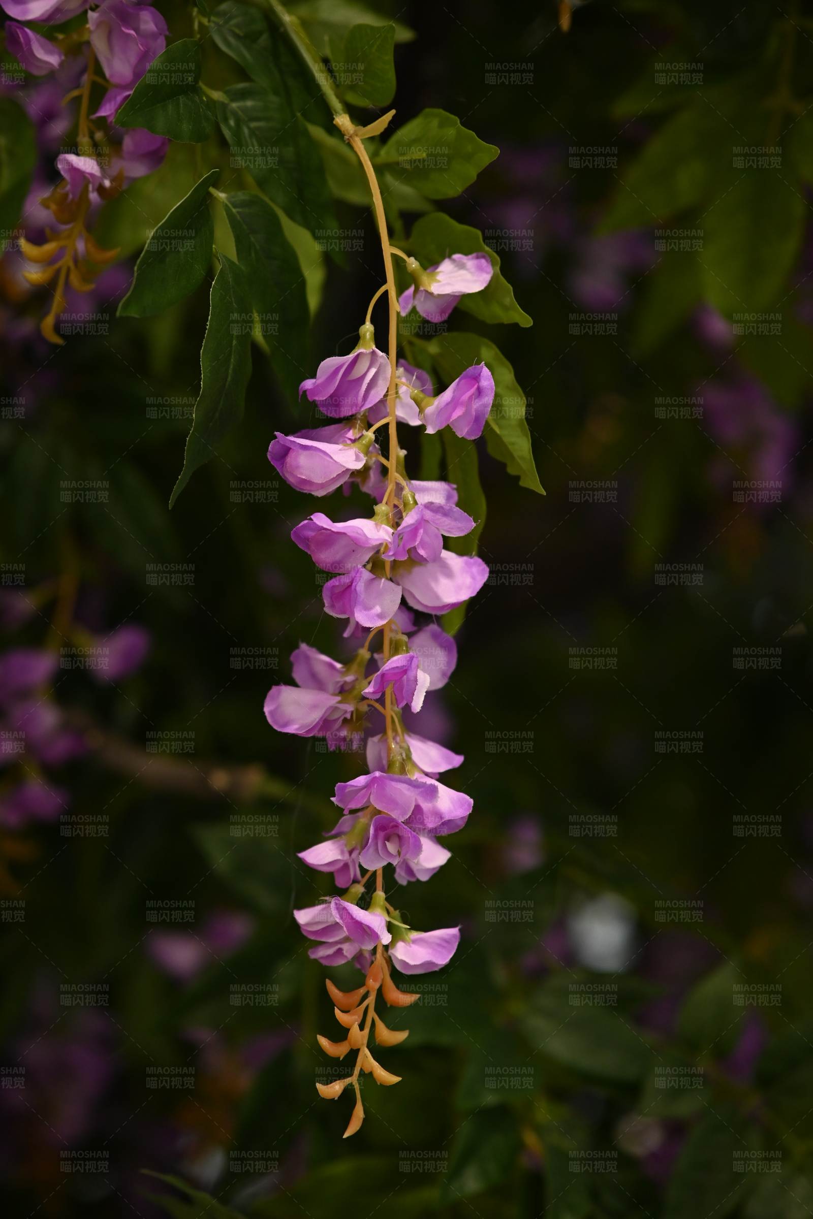 紫藤花开