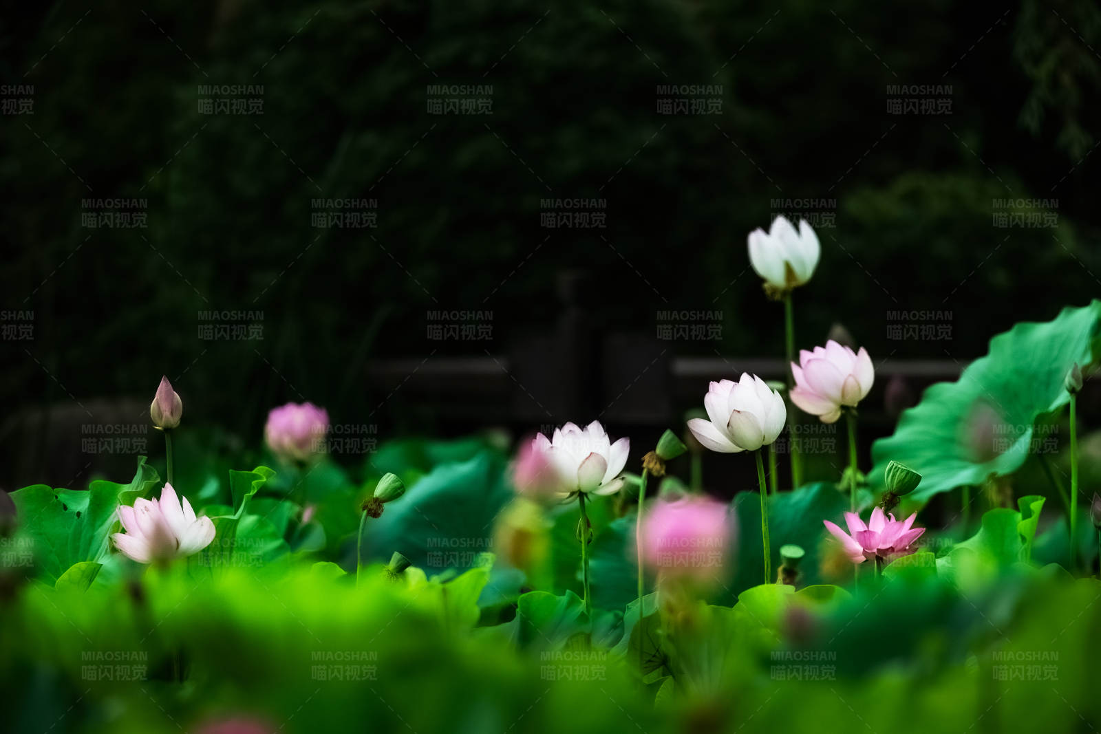 荷花盛开 绿叶相伴