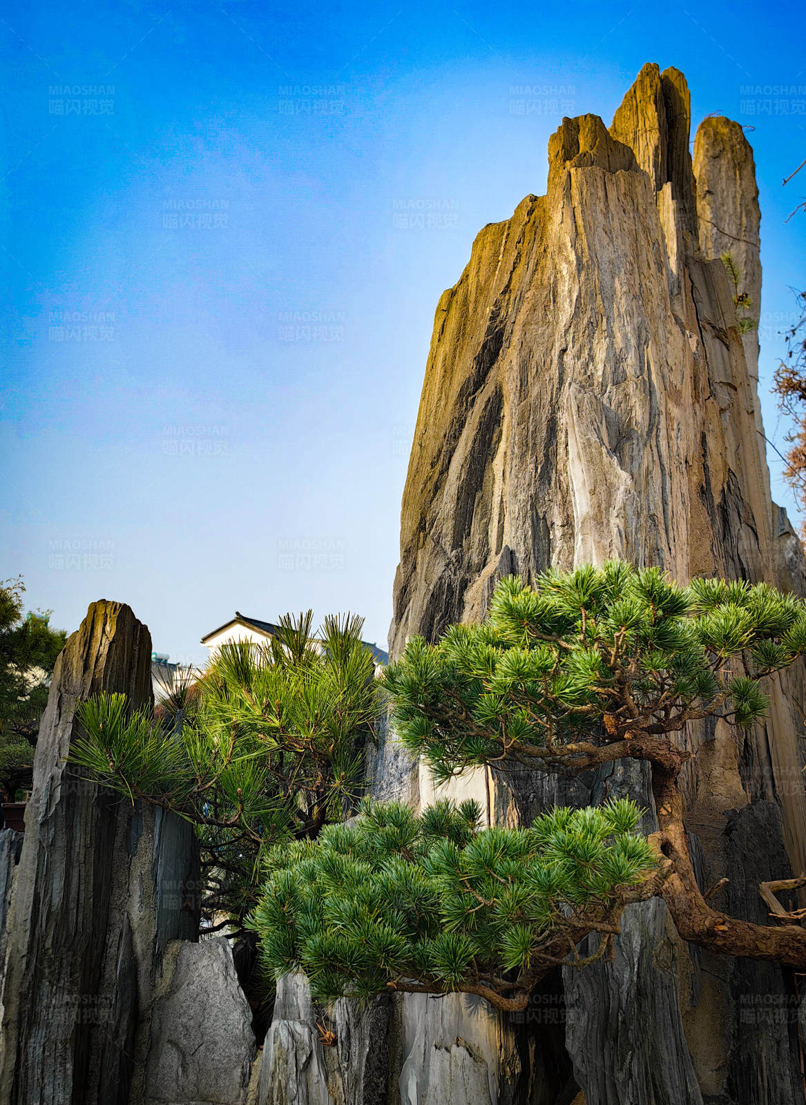 松树与奇岩