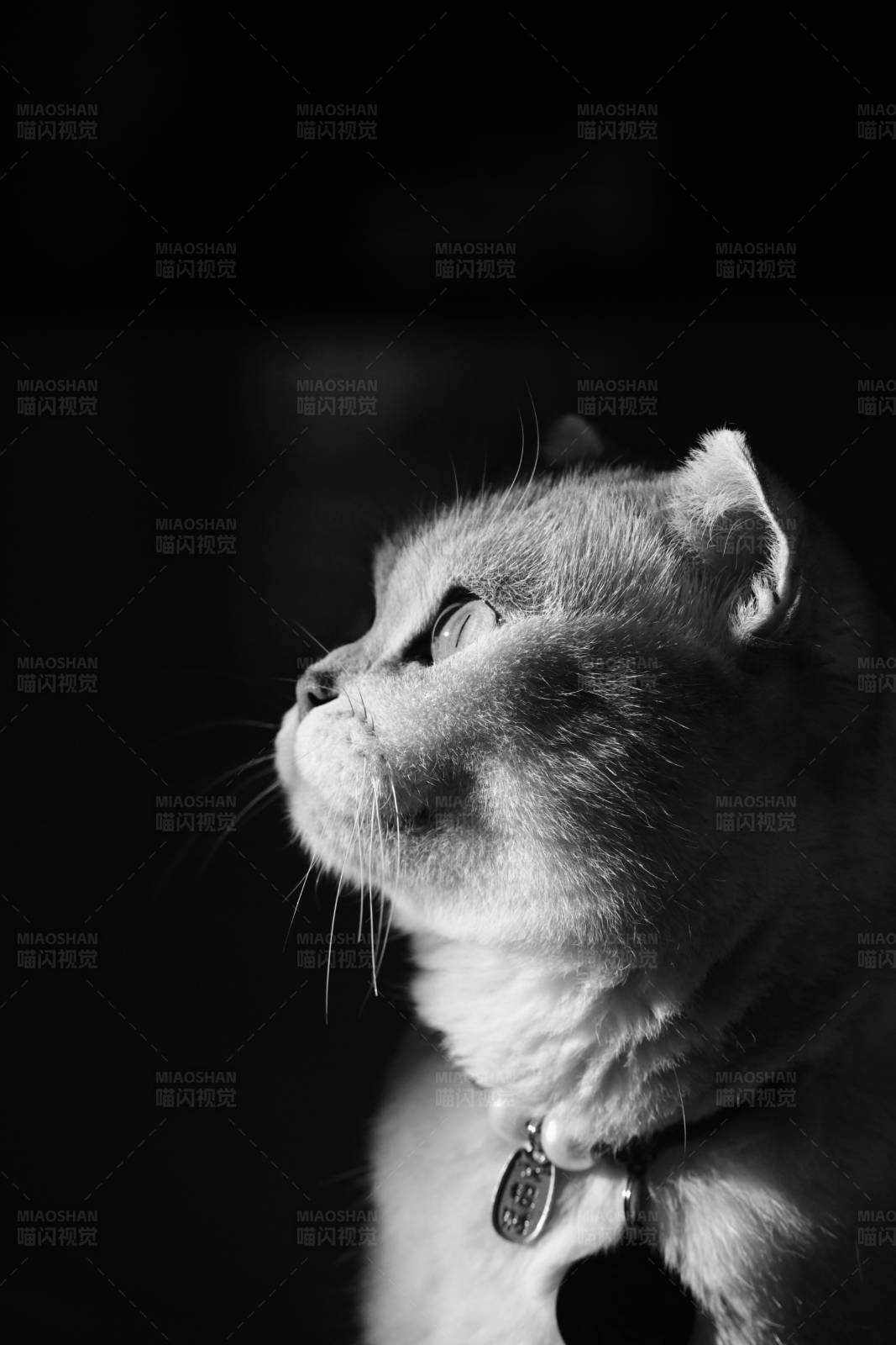 猫咪的黑白光影