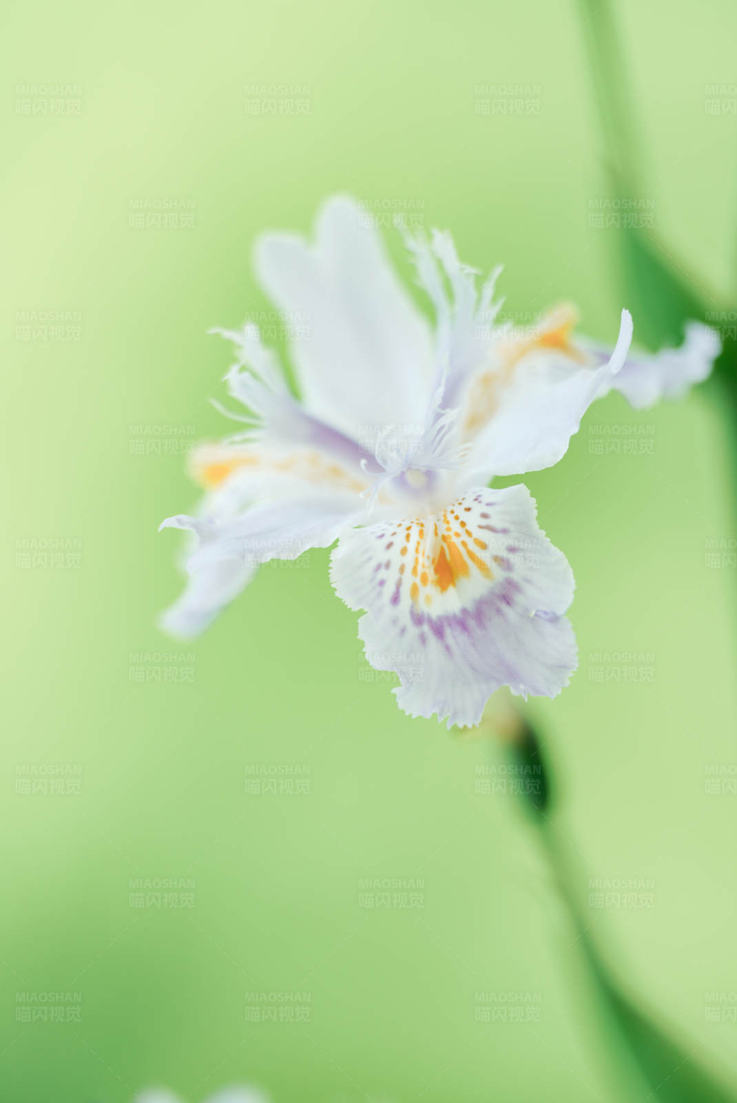 鳶尾花的美麗瞬間