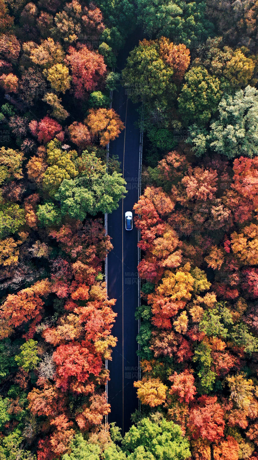 一輛白色小車行駛在秋日森林的公路上