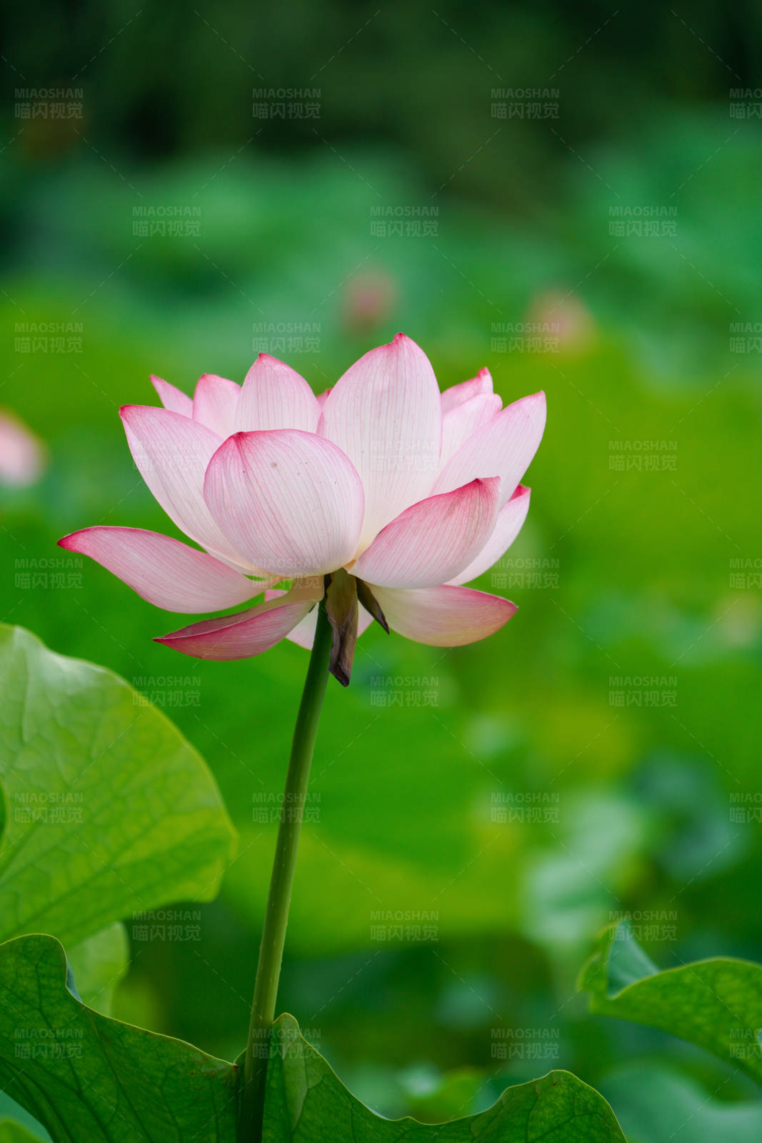 池塘中的粉紅蓮花
