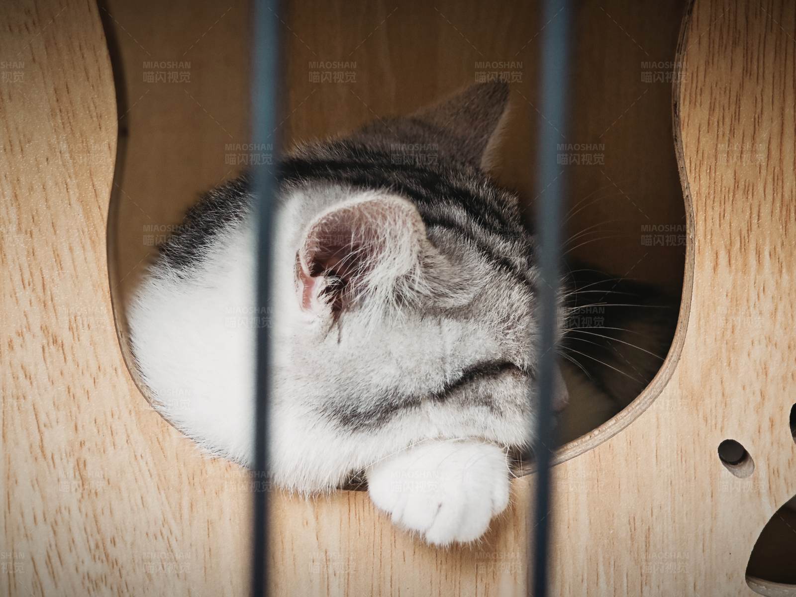 貓在吉他中安睡