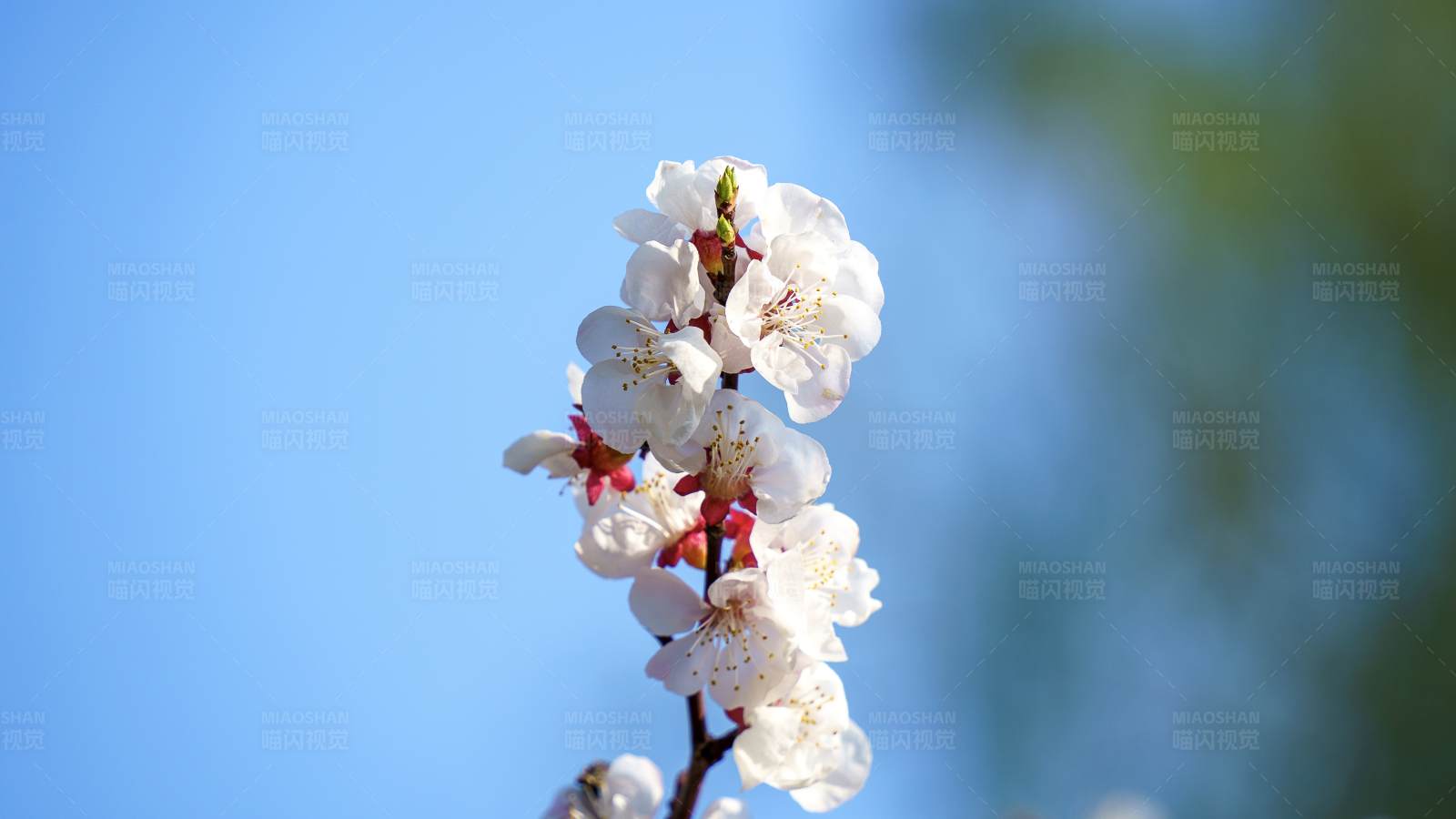 春日花開