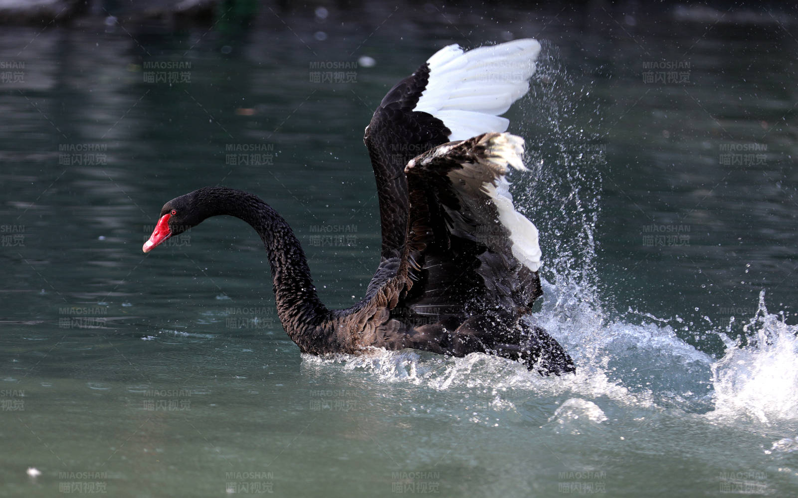 公園池塘里嬉戲的黑天鵝