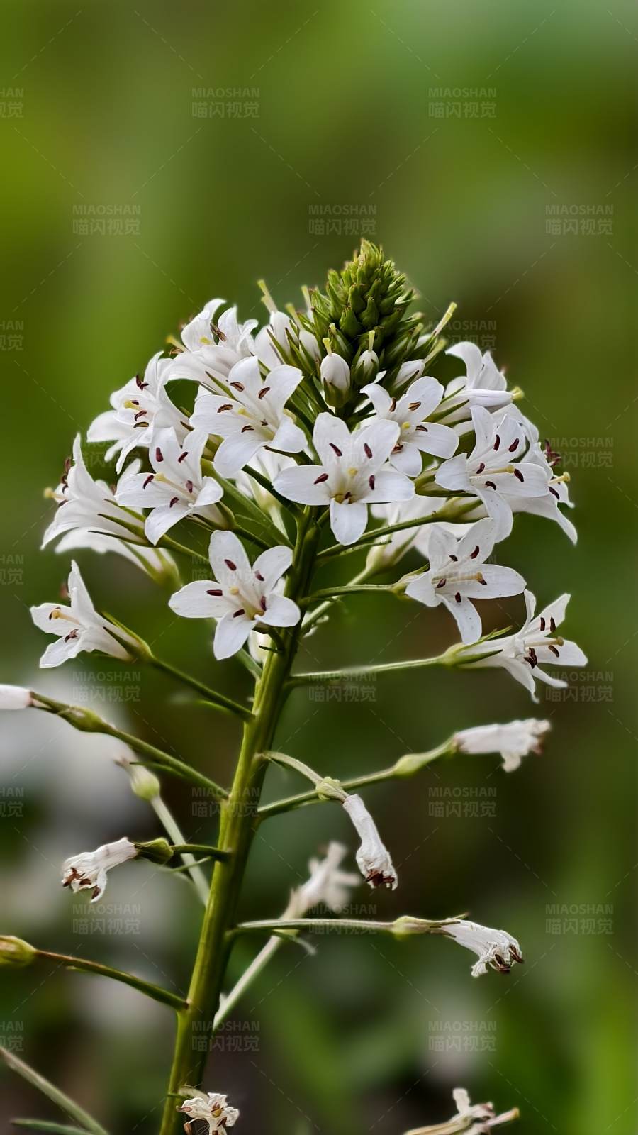 白花綠葉