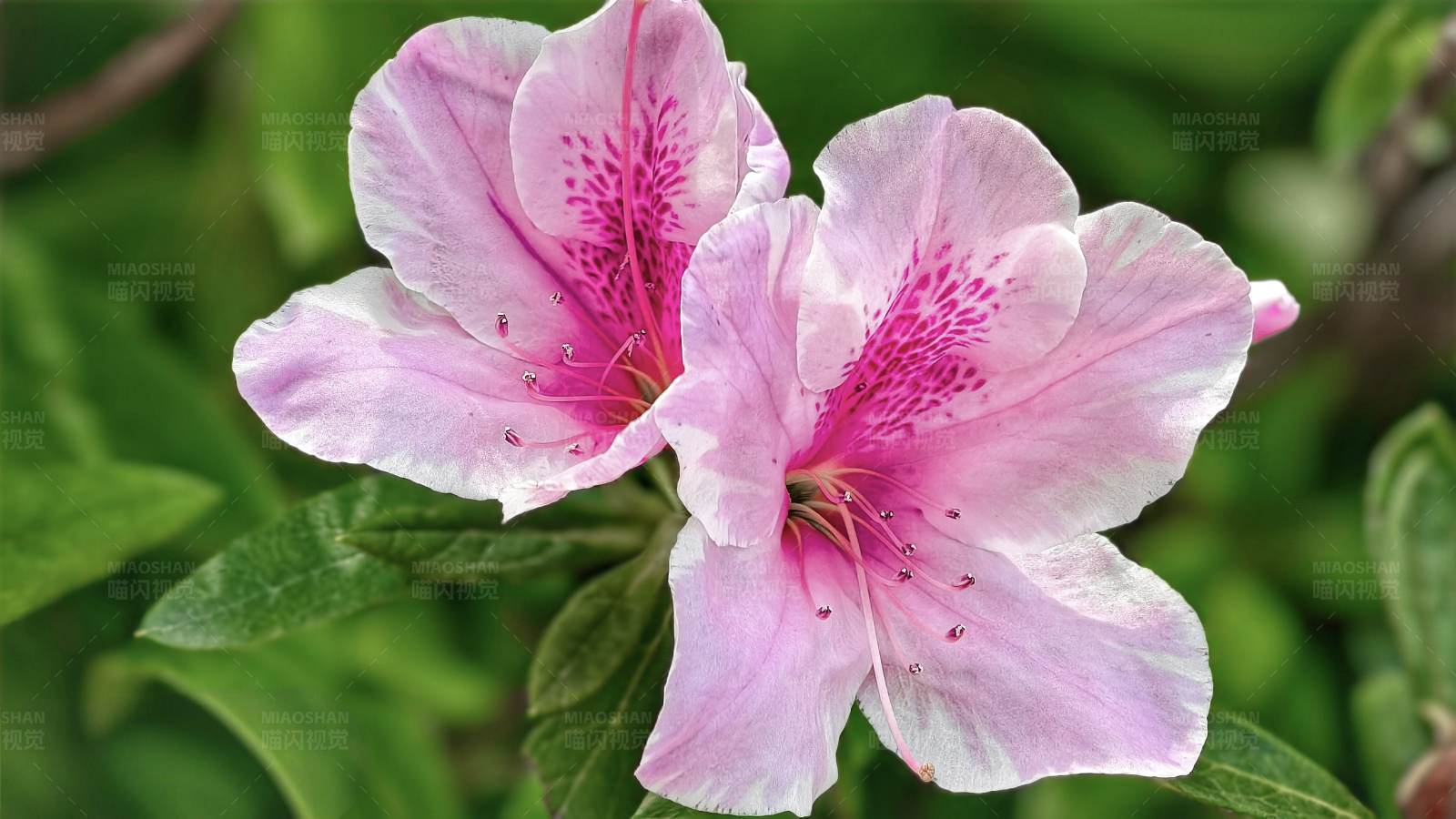 粉色杜鵑花