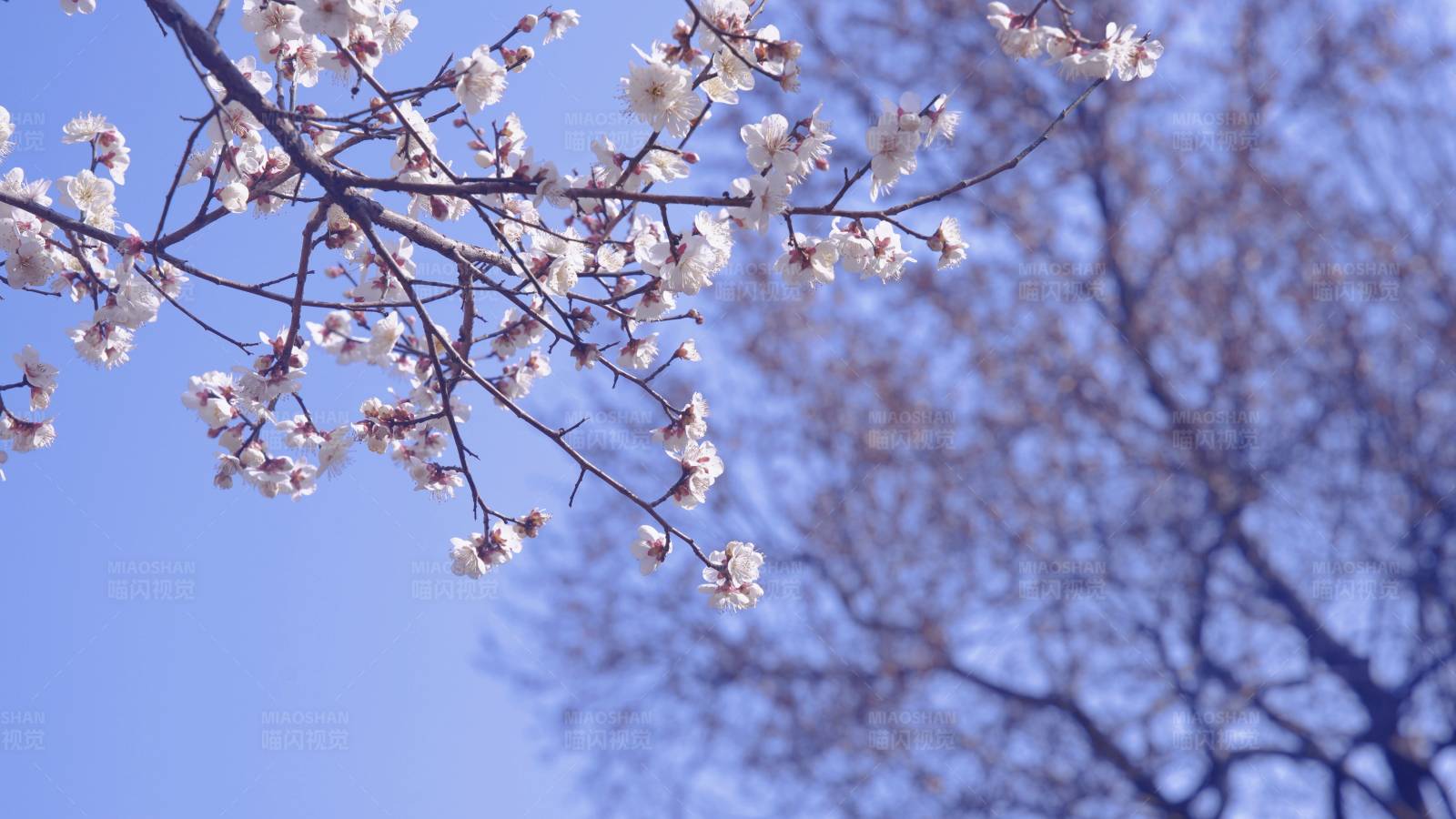 春日櫻花綻放