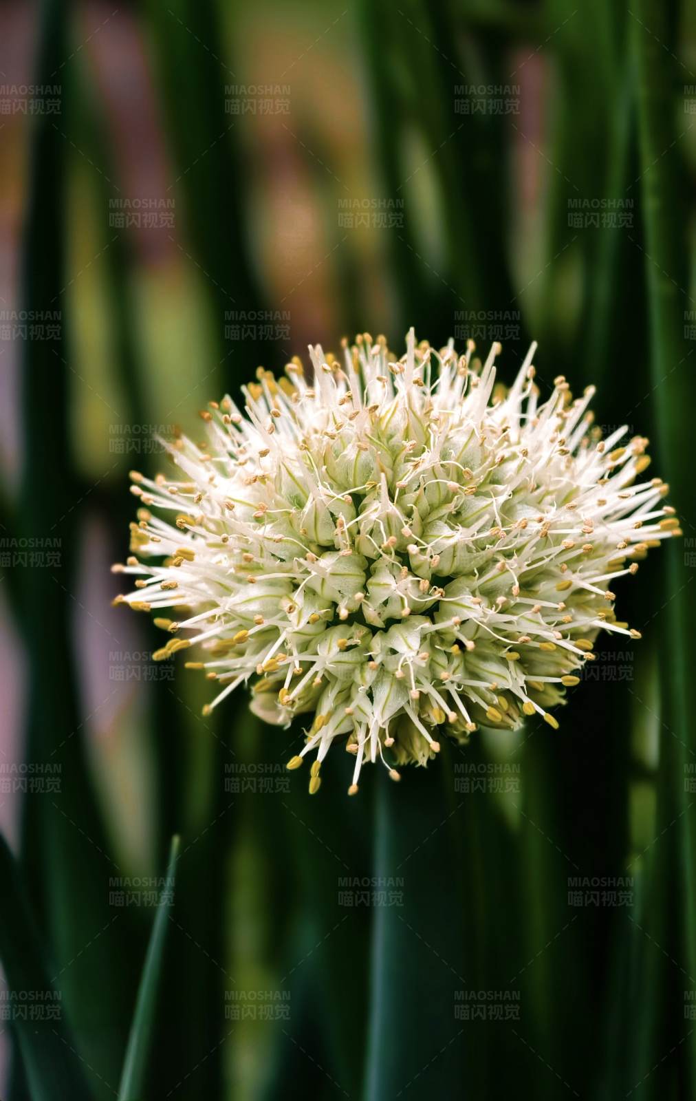 蔥花綻放