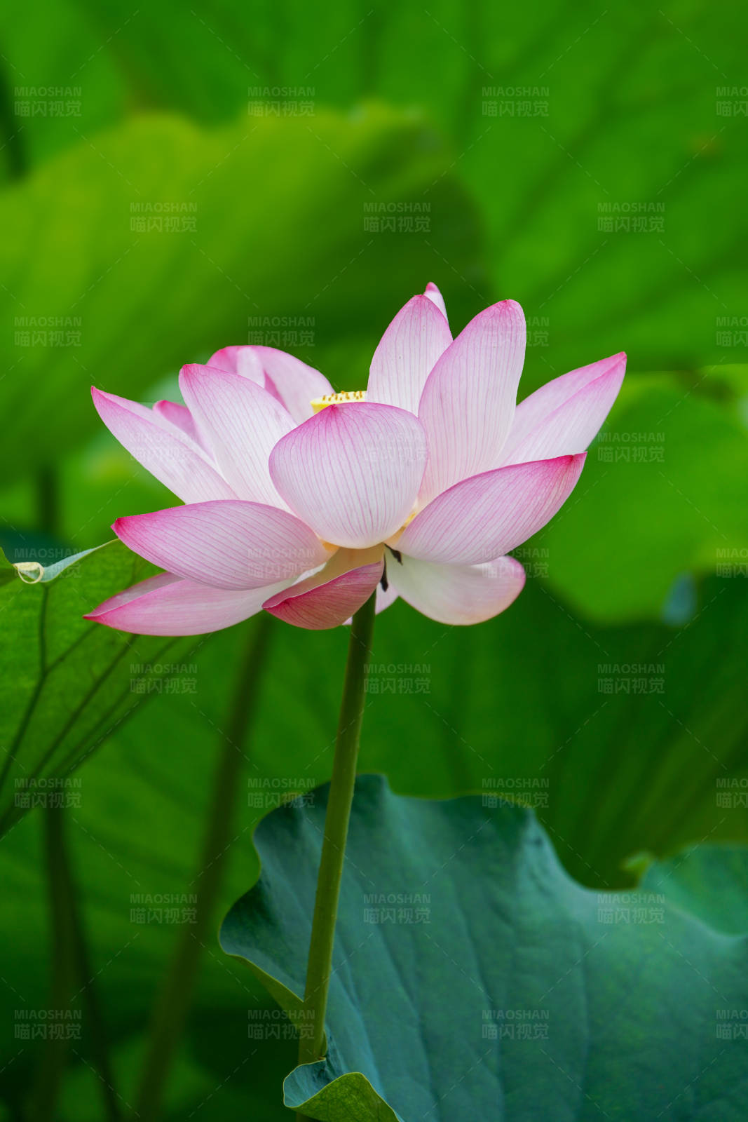 粉色蓮花綻放